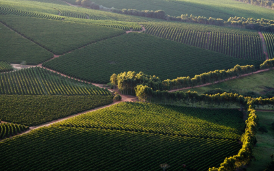 Helicopter Wine Tours Over Europe’s Vineyards