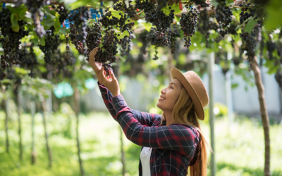 Private Wine Harvesting Experiences in Europe’s Vineyards