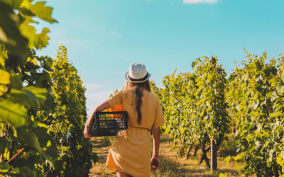 Curated Wine Harvest Experiences in Europe’s Prestigious Vineyards