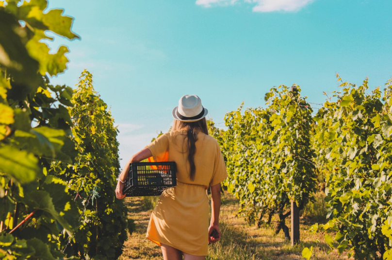 Curated Wine Harvest Experiences in Europe’s Prestigious Vineyards